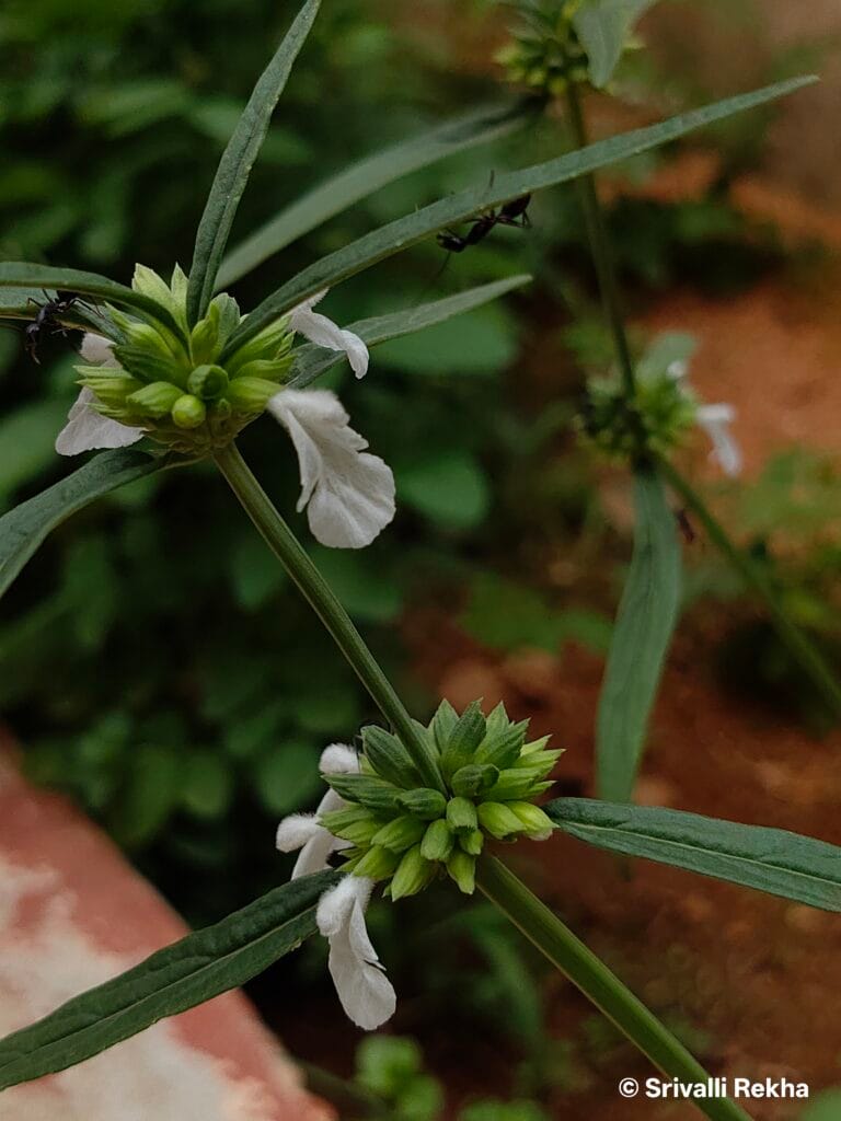 Tumi flower